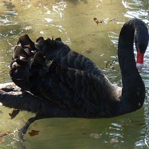 Black swan (Cygnus atratus)