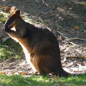 Swamp wallaby (Wallabia bicolor)