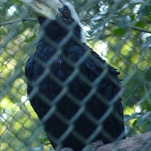 Black hornbill (Anthracoceros malayanus)