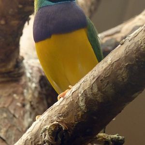 Gouldian finch (Erythrura gouldiae)