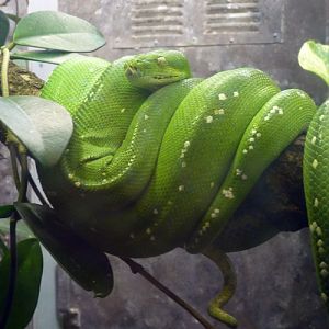 Green tree python (Morelia viridis)