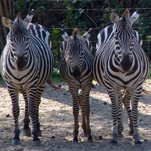 Plains zebra (Equus quagga boehmi)