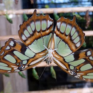 Underview of Malachite butterfly (Siproeta stelenes)
