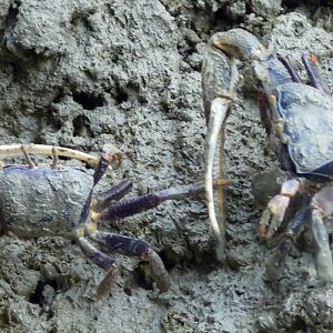 West African fiddler crabs (Uca tangeri)