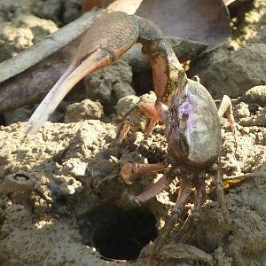 Mudflat fiddler crab (Uca rapax)