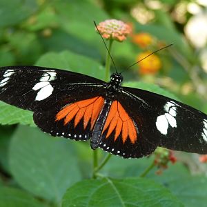 Doris longwing (Heliconius doris)