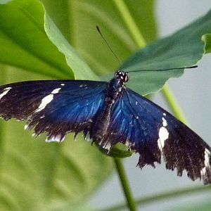 Sara longwing (Heliconius sara)