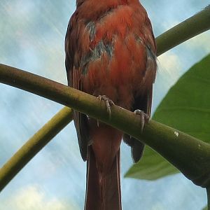 Northern cardinal (Cardinalis cardinalis)