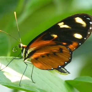 Orange-spotted tiger clearwing (Mechanitis polymnia)