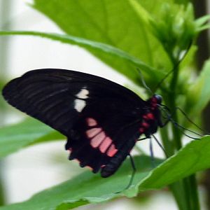Transandean cattleheart (Parides iphidamas) female