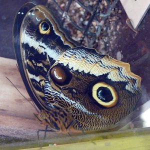 Yellow-edged giant owl butterfly (Caligo atreus)