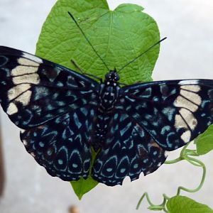 Red cracker (Hamadryas amphinome)