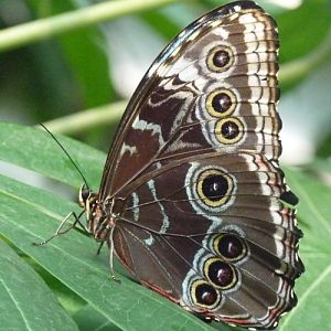 Common blue morpho (Morpho peleides)