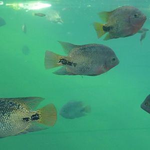 Quetzal cichlids (Vieja synspila)