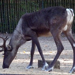 Eurasian forest reindeer (Rangifer tarandus fennicus)