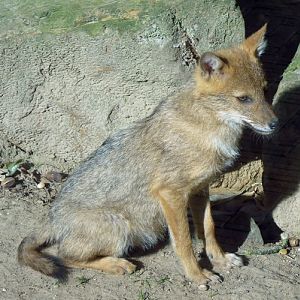 Caucasian golden jackal (Canis aureus moreoticus)