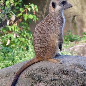 Meerkat (Suricata suricatta)