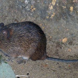 Hispid cotton rat (Sigmodon hispidus)