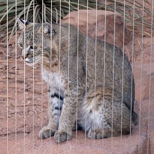 Bobcat (Lynx rufus)