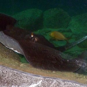 Mangrove whipray (Himantura granulata)