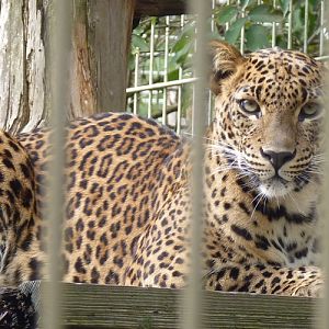 Sri Lankan leopard (Panthera pardus kotiya)