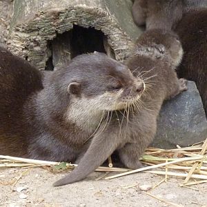 Mother otter with pup