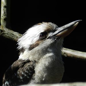Laughing Kookaburra (Dacelo novaeguineae) at Hamerton Zoo Park, England
