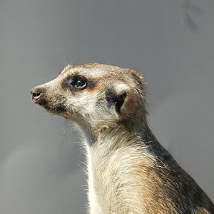 Meerkat (Suricata suricatta) at Hamerton Zoo Park, England