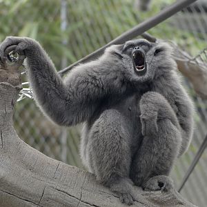 Silvery gibbon calling