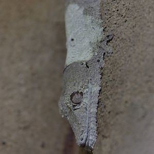Henkel's leaf-tailed gecko