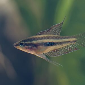 Liquorice gourami