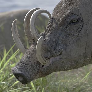 Babirusa