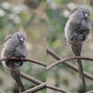 Blue-naped mousebird display