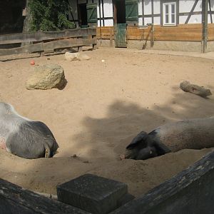 Cologne Zoo - Clemenshof - Pig exhibit