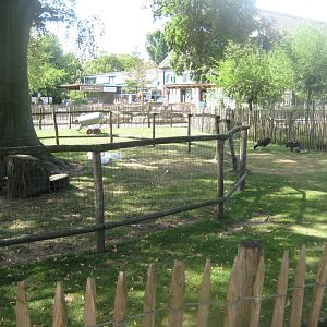 Cologne Zoo - Clemenshof - Turkey/goose exhibits
