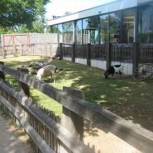 Cologne Zoo - Clemenshof - Sheep exhibit