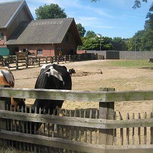 Cologne Zoo - Clemenshof - Cattle exhibit