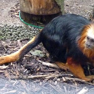 Golden-headed lion tamarin (Leontopithecus chrysomelas)