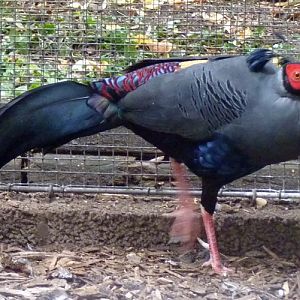 Siamese fireback (Lophura diardi)
