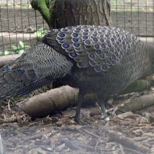Grey peacock-pheasant (Polyplectron bicalcaratum)