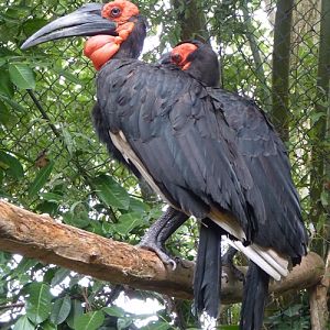 Southern ground hornbill (Bucorvus leadbeateri) pair
