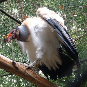 King vulture (Sarcoramphus papa)