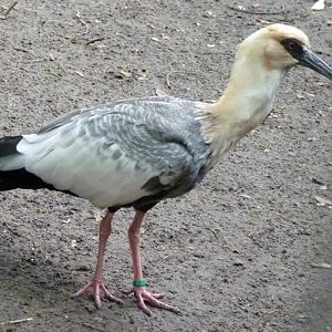 Buff-necked ibis (Theristicus caudatus)