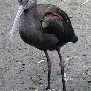 White-faced ibis (Plegadis chihi)