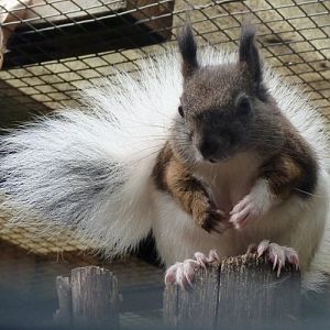 Japanese squirrel (Sciurus lis) breeding form