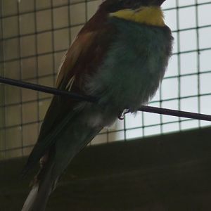 European bee-eater (Merops apiaster)