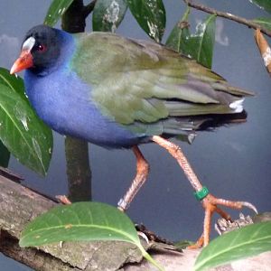 Allen's gallinule (Porphyrio alleni)