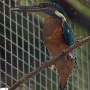 Common kingfisher (Alcedo atthis)