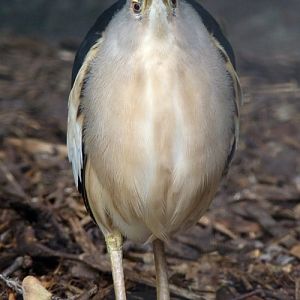 Little bittern (Ixobrychus minutus)