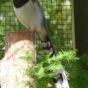 Red-billed blue magpie (Urocissa erythrorhyncha)